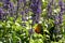 A beautiful butterfly on an Angelonia GoyazensisÂ Benth flower field